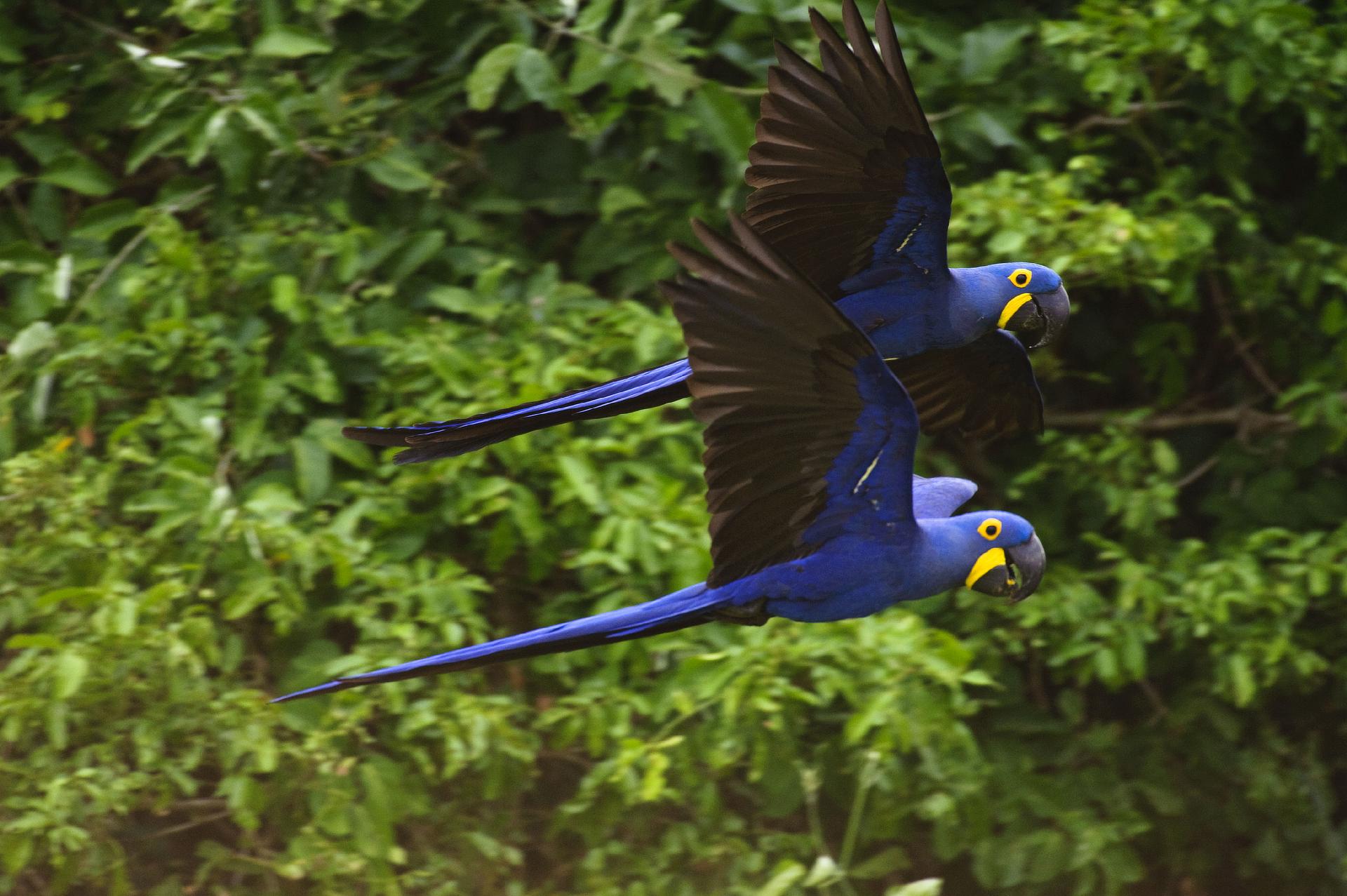 With support from Toyota since 1989, the Hyacinth Macaw Institute assists the protection and monitoring of a population of about 3,000 birds.
