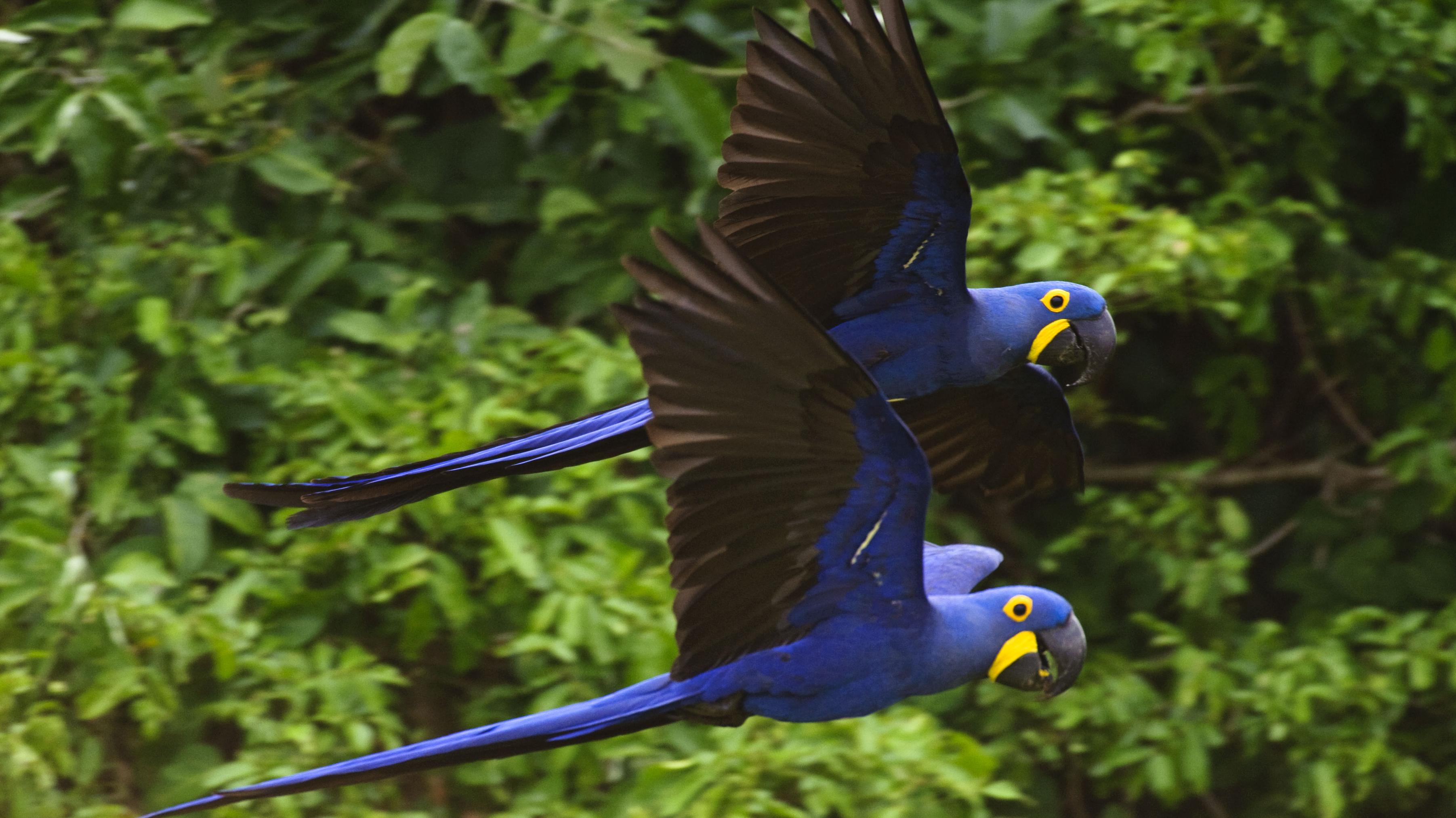 With support from Toyota since 1989, the Hyacinth Macaw Institute assists the protection and monitoring of a population of about 3,000 birds.